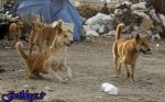 تکذیب کشته شدن یا سوزاندن ۳۰۰ سگ در اهواز